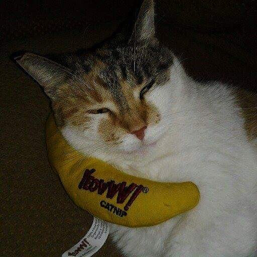 yummyDeGruy's tweet image. Hello??? Hello??? Are you there??? This reception is BANANAS 🍌🍌🍌 #yeowwwcatnip #CatsOfTwitter