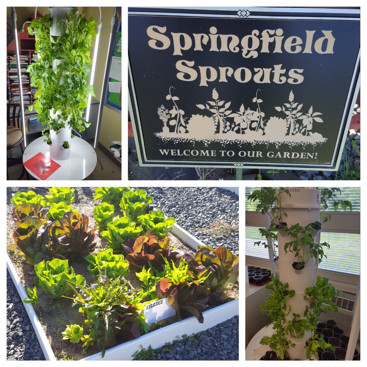 It's always better when you grow it yourself....and our gardens are really sprouting! #FreshIsBest #SpringfieldRocks
