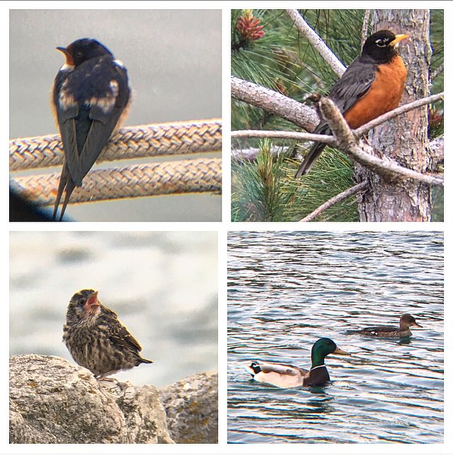 Ontario Place bird notes #7 | Noticeably busier but unfortunately still flooded in parts. This evening - dozens of Canada geese & barn swallows, yellow warblers, American goldfinch, cormorants, terns, an eastern phoebe, robins, & mallards. And a sweet baby red-winged blackbird 