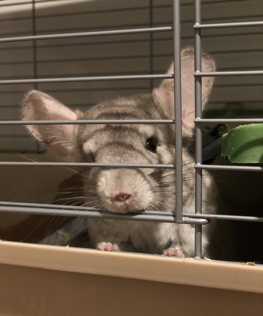 YoungPageviews's tweet image. HEY BOSTON