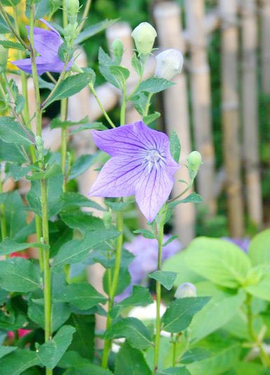 暦生活 こよみせいかつ 旬の花 キキョウ 秋の七草のひとつとして 秋の花というイメージが強いですが 花が咲くのは6月 9月頃 美しい紫色の花と かわいらしい紙風船のような蕾で私たちを癒してくれます サイト暦生活 T Co Orp7utgxdv 暦