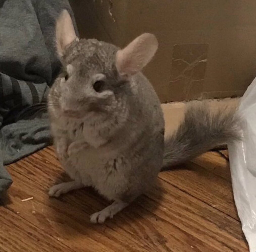 YoungPageviews's tweet photo. TAKE A LOOK AT THIS FACE. 

THIS RAT OWNS THE NHL. https://t.co/aefZRSNWht
