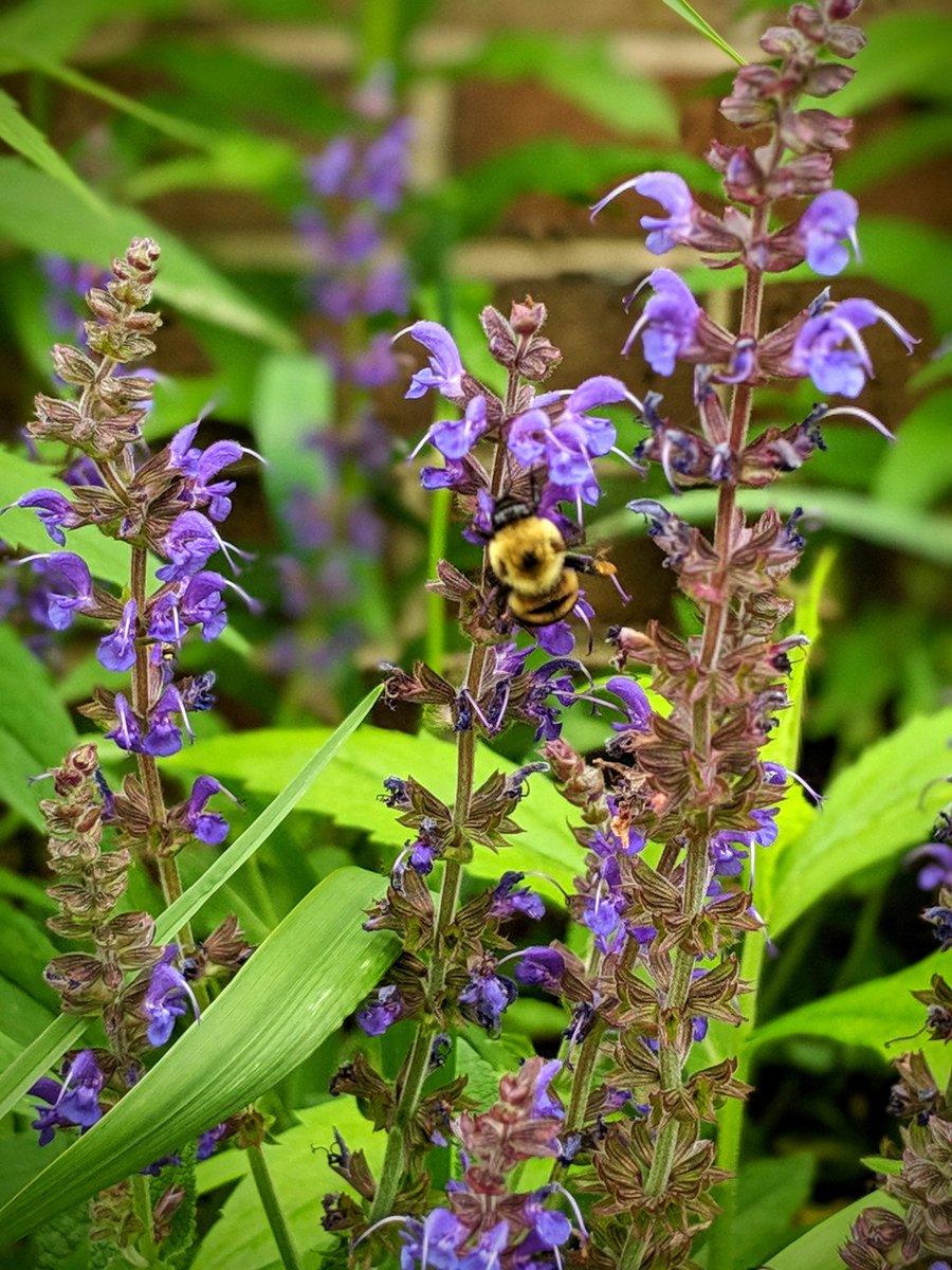 LPMS_aggies's tweet photo. Pollinator gardens are the bee's knees!

And bees DO have knees! Like all insects, bees have 6 sections to their legs: the coxa, trochanter, femur, tibia, metatarsus, &amp; tarsus. Each is connected by a joint, and the one most like a knee is between the femur and tibia. #agfacts https://t.co/uvhGjSQvuv