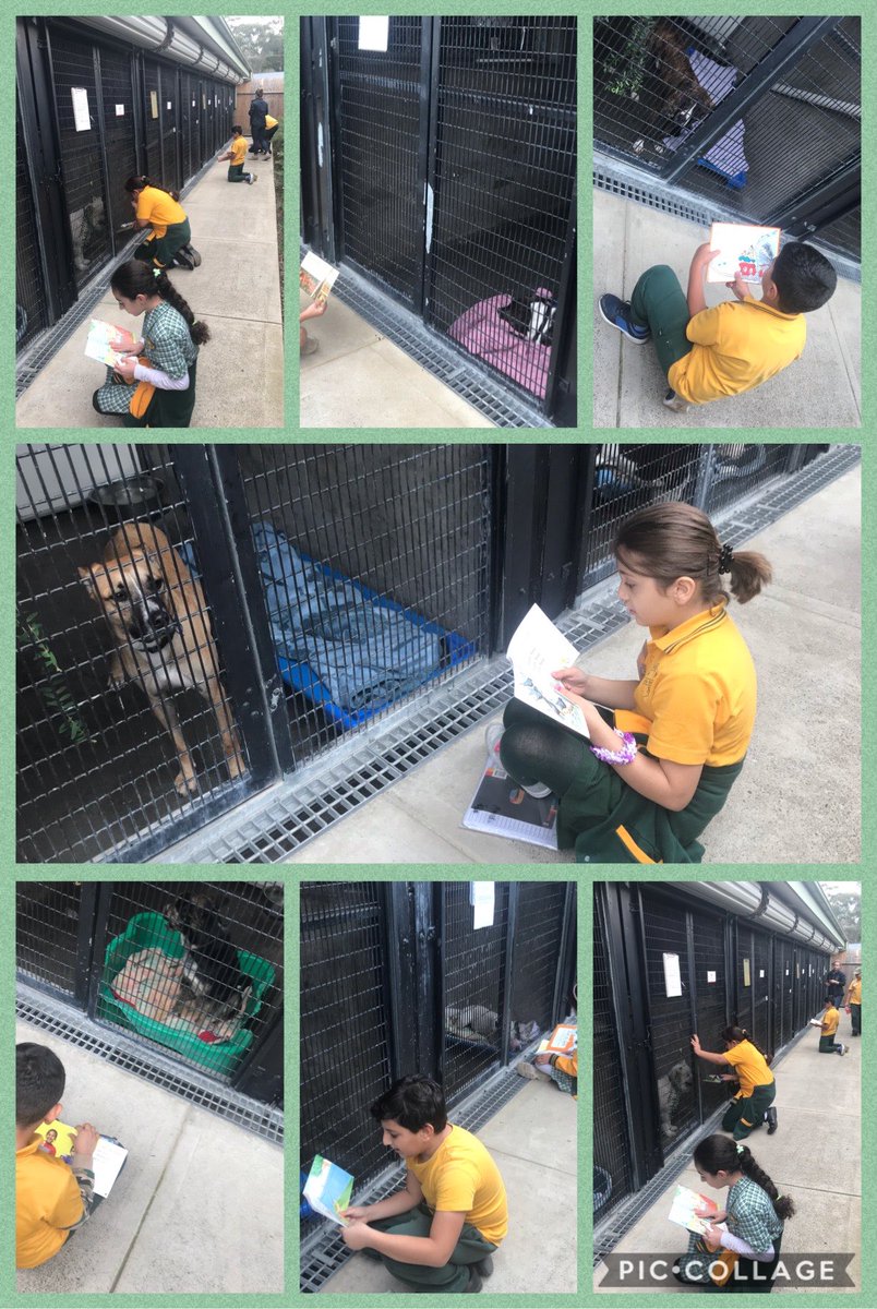 Classroom teacher (@msbnguyen) on Twitter photo Tale time with 3-5N. Check out our great story tellers. #literacy #reading #storytime <a href="/RSPCANSW/">RSPCA NSW</a> <a href="/Genelle029/">Genelle Petruszenko</a> <a href="/FairWestPS/">Fairfield West PS</a> Tale time with 3-5N. Check out our great story tellers. #literacy #reading #storytime <a href="/RSPCANSW/">RSPCA NSW</a> <a href="/Genelle029/">Genelle Petruszenko</a> <a href="/FairWestPS/">Fairfield West PS</a>
