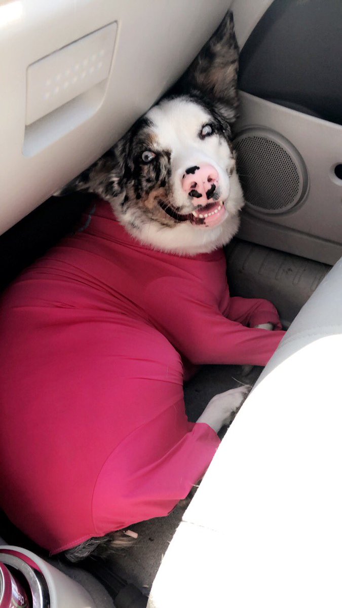 BekaRyba's tweet photo. @sydnyryba @iamthefatz @brimarie52 She finds any way she can to slip out of it 🙃 https://t.co/zxpivFofC4