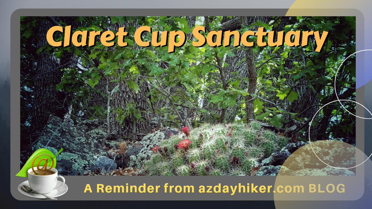 nazstuff's tweet image. Near Buffalo Park in Flagstaff, AZ today I observed this blooming Claret Cup cactus relaxing beneath green Oak Trees. Visit azdayhiker.com