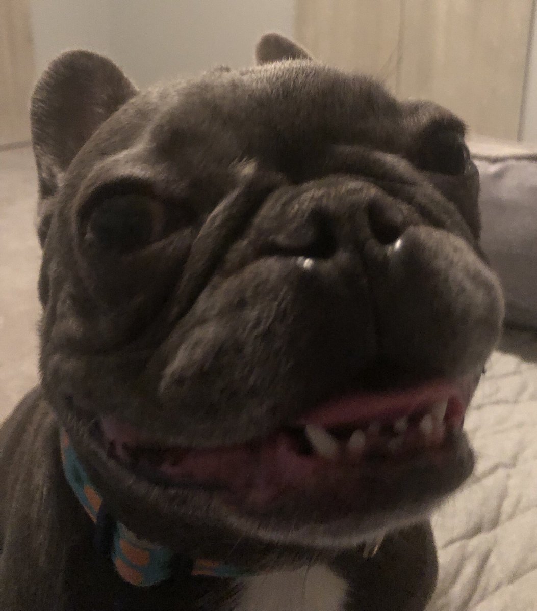 SmokeyYeley1's tweet image. After a long day without @Faithanneyeley @KristenYeley @jjyeley1 they finally made it home!! I’m sooo Happy ❤️❤️ and I also need a doggie orthodontist if anyone knows of a good one 😬😬😬😬😬😬 #frenchieproblems