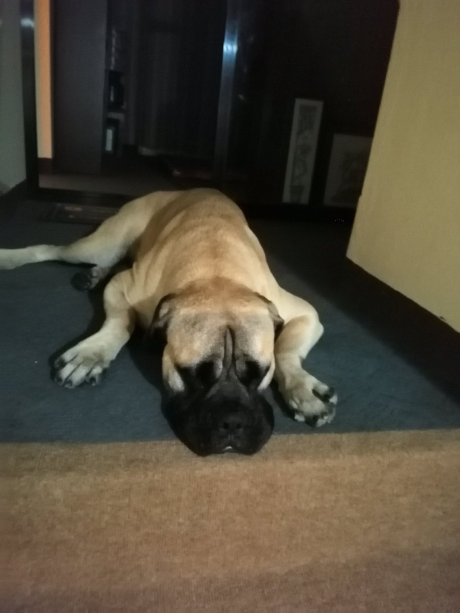 SardaMalla's tweet photo. This is Jet. The most attention seeker in the house 😘😘 https://t.co/INoZc6vvcl