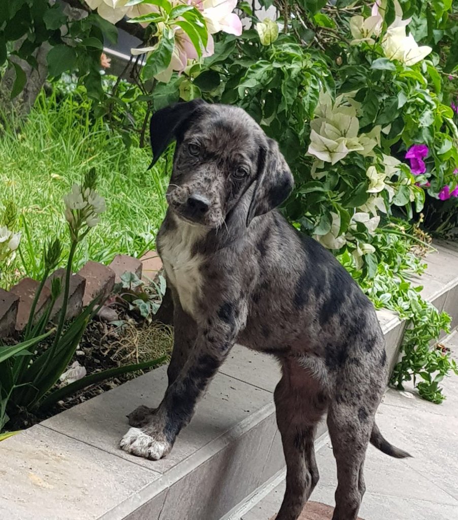 CynBCH's tweet photo. Post de apreciación de mi amorcito. Abro hilo 🐶💜 https://t.co/Rn2qQRG0cX