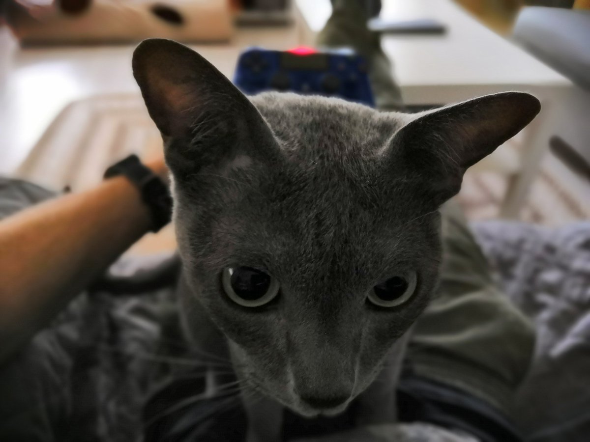 Every time when I come home, I got a little friend on my lap while I'm gaming 😉 #ps4 #gaming #CatsOfTwitter #cat