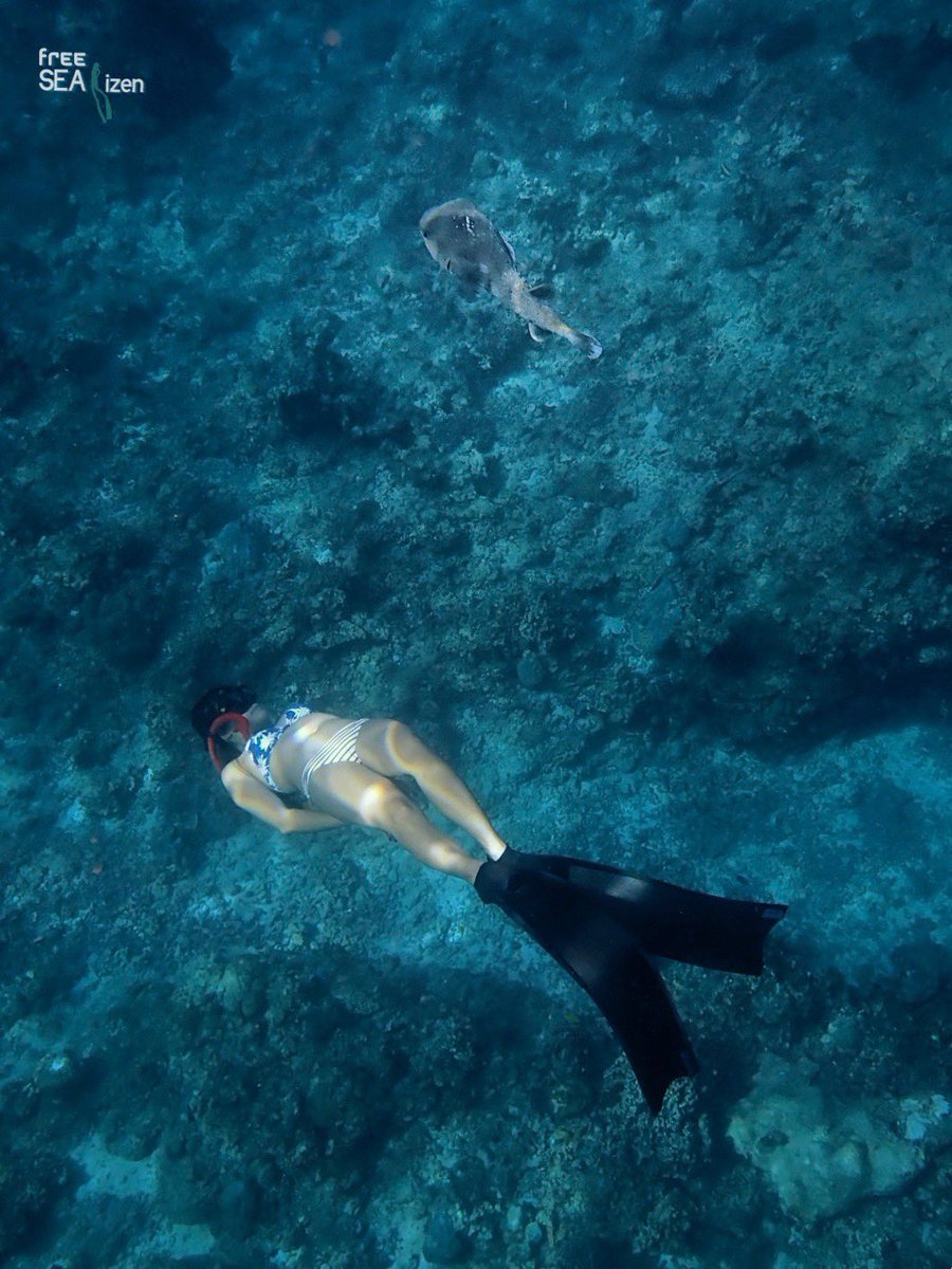 freeseatizen's tweet photo. Who’s observing who? 💙

🧜‍♀️ Mermaid &amp; Underwater 
      Phoenix Jeanne Pearl 
🐡 Puffers - Burrfish

🇵🇭 #ApoReef Natural Park
      Occ. Mindoro, PHL 

#FreedivingPh #PADI #Freediving
#underwaterphotography #pufferfish #thalassophiles #PhilippinesIndependenceDay https://t.co/oote4QuG7w