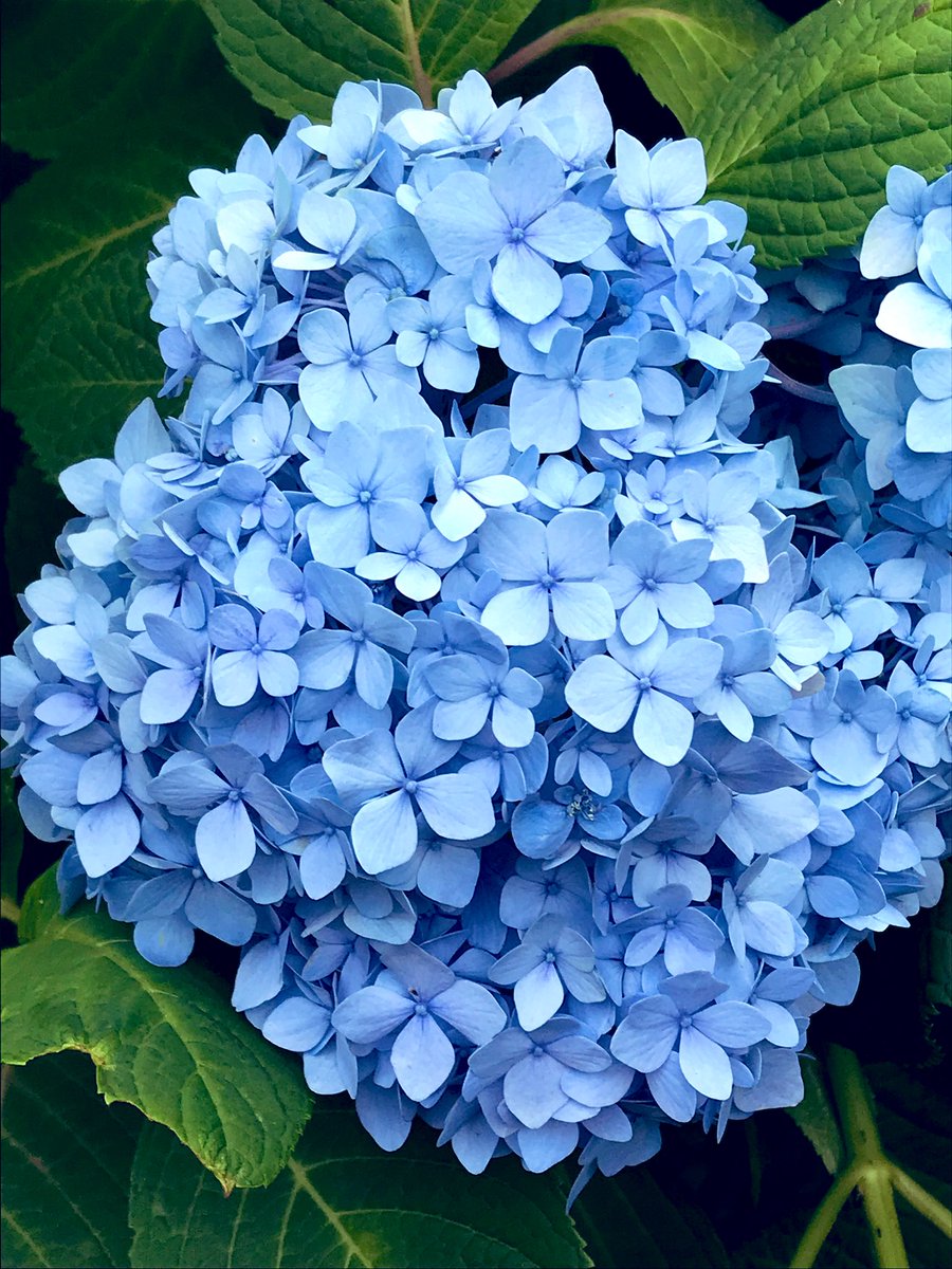 Takumi 日本夏の風物詩 繡球花 紫陽花 Takumi 日本夏の風物詩 繡球花 紫陽花