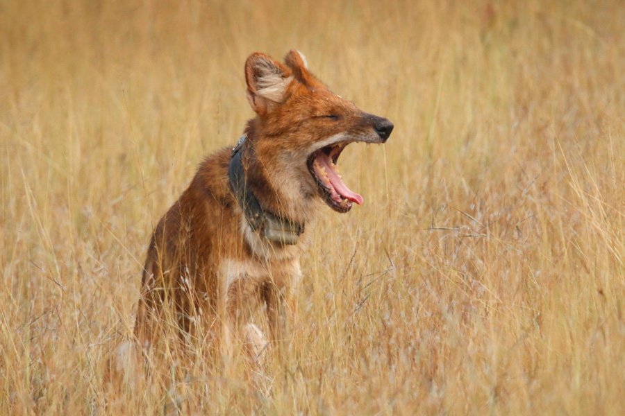 SaevusWildlife's tweet photo. Yawning. Shot by #saevusgallery member SOHAM CHAKRABORTY at Tadoba tiger reserve.
#Photooftheday #naturephotography #wildlife #wildlifephotography #photography #nature #Nationalpark #Tadobatigerreserve #Cuonalpinus #Dhole https://t.co/Yfl7POCpLa