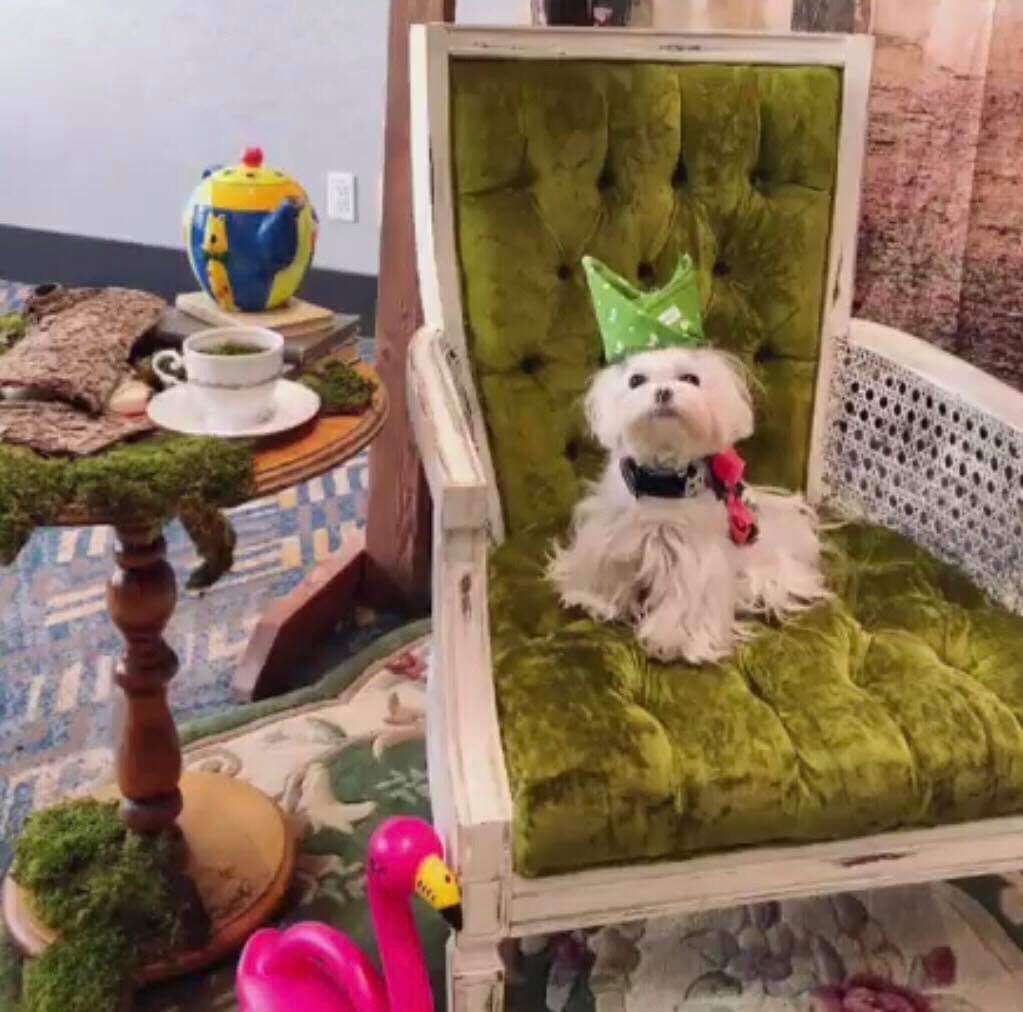 ARTSSeniors's tweet photo. Eeee! The pics are in from our high tea fundraiser in #yyc! We can’t thank everyone enough who came out to support us ❤️ Special thx to Furever Reflections for snapping these shots &amp; to Rare Vintage Rentals for the incredible selfie station &amp; to @DroolYYC for the doggo treats! https://t.co/08HU5zp1Ld