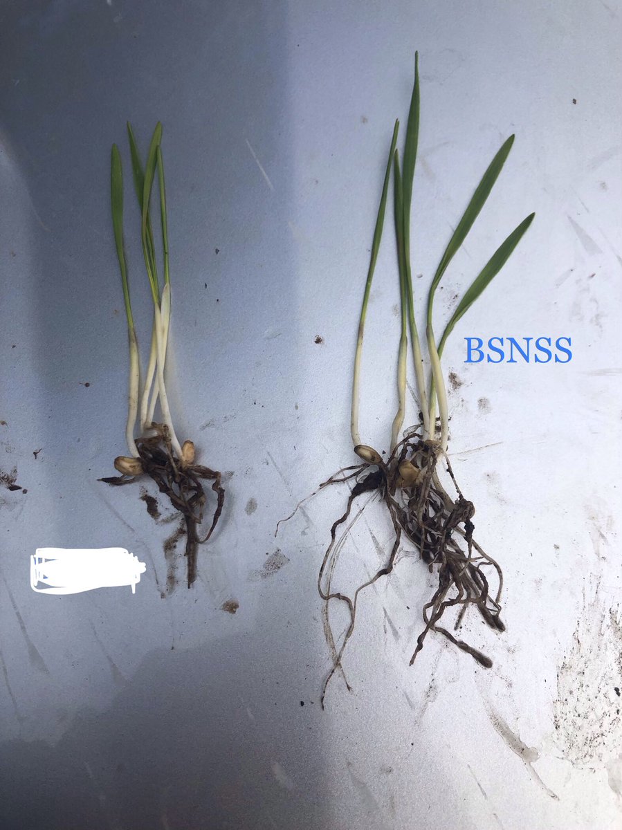 AimeeKilpatric2's tweet photo. Here we have BSN Super Strike Vs a Competitor. Seedling 12days old. Without digging up each trial plot. Visually not much difference to the naked eye. Understanding root development, rhizosphere and seedling embryo. Chalk and cheese. #scepterwheat #plant19 @RlfAu #BSNSS https://t.co/7THSpGELlm