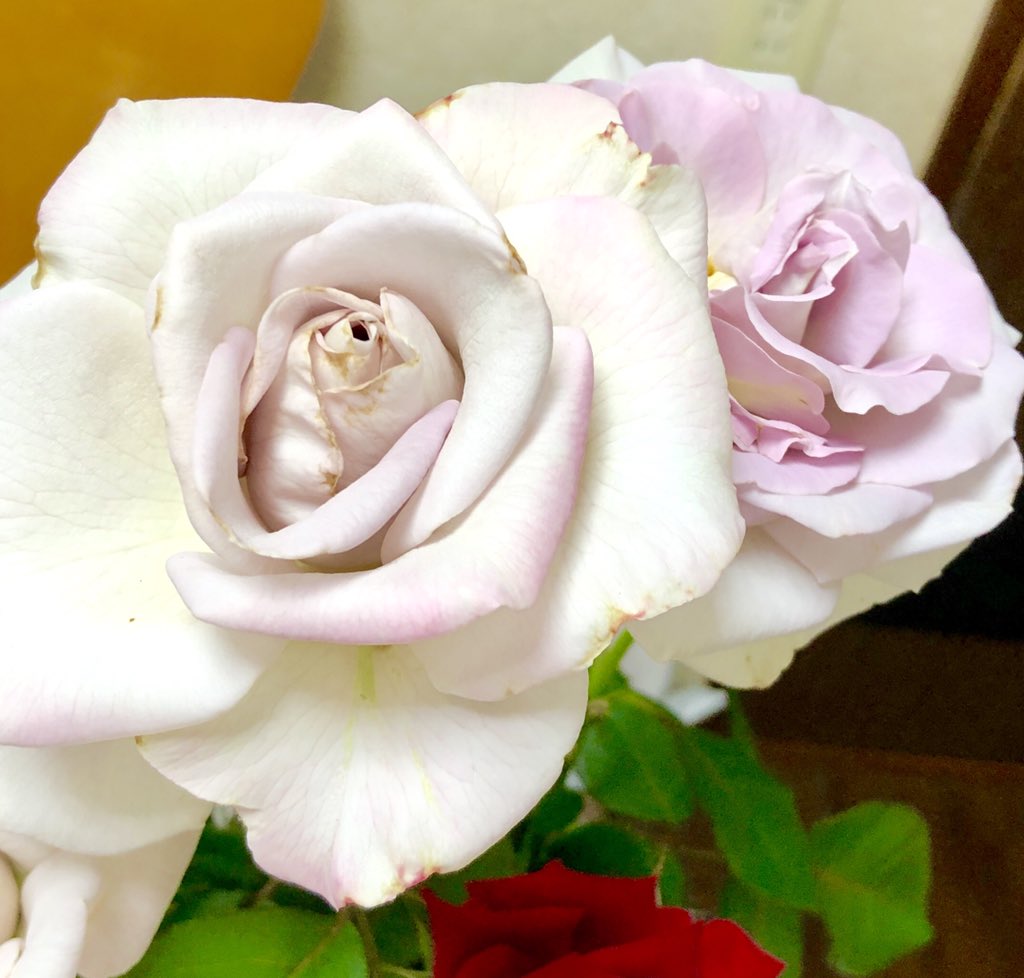 さうび バラの楽しみ バラ ステンレススチール 沈丁花のような花の香り 強香です むかーし使っていた資生堂のおしろいの匂いに似てて あの頃へタイムワープし ノスタルジーに浸ります ああ懐かしい 若かったあの頃 T Co P57fwdyan8 さうび バラの楽しみ バラ ステンレススチール 沈丁花のような花の香り 強香です むかーし使っていた資生堂のおしろいの匂いに似てて あの頃へタイムワープし ノスタルジーに浸ります ああ懐かしい 若かったあの頃 T Co P57fwdyan8