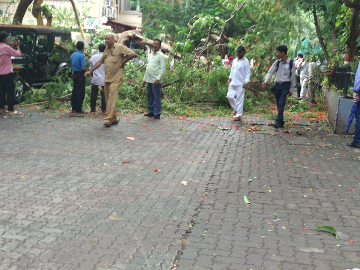 Netra's tweet photo. Tree falls on Nargis Dutt Road, Pali Hill, Bandra. 
While no one was injured,  zeep parked and the auto were damaged in the tree fall. @MumbaiPolice
bmc  mumbai https://t.co/xqwC1zv3AK