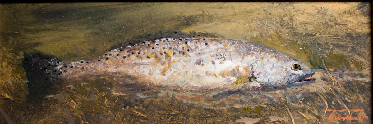 Texas gulf trout | Study for a larger painting | oil painting | Texas Gulf Coast 
#oilpainting #fishpainting #seascape #impressionism #gulfcoast #texasartist #texascoast  #Texasart #SanAntonioArt #fineart #oil #painting #drawing #outdoors #animalart #artist #art #gulftrout  #fish
