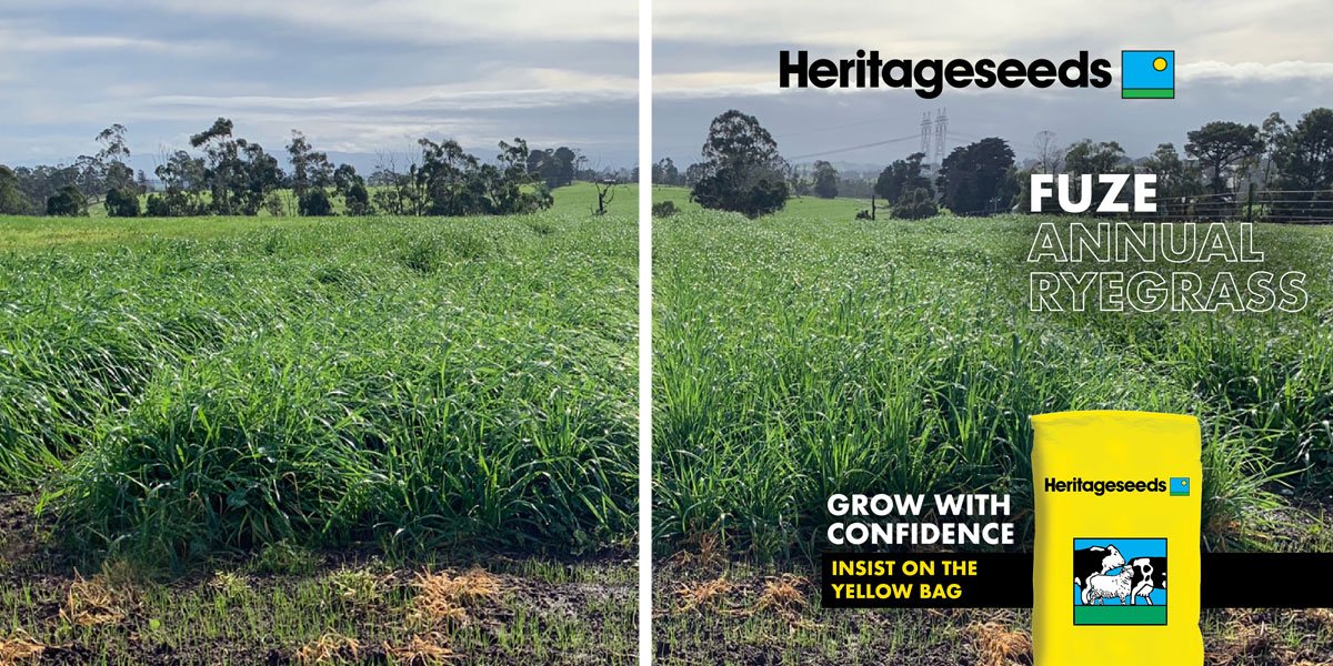 Barenbrug Australia tweet media