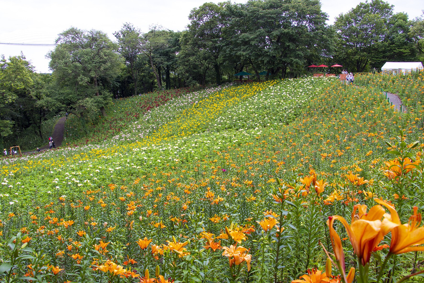 埼玉県庁 على تويتر 所沢でユリが見頃 所沢市の ところざわのゆり園 で早咲きの品種 すかしゆり が見頃 です ３万平方メートルの敷地に４５万株のゆりを植える園内には ５色のゆりが一面に広がる 五色の丘 やゆりを展望できる 見晴の丘 などの見どころも