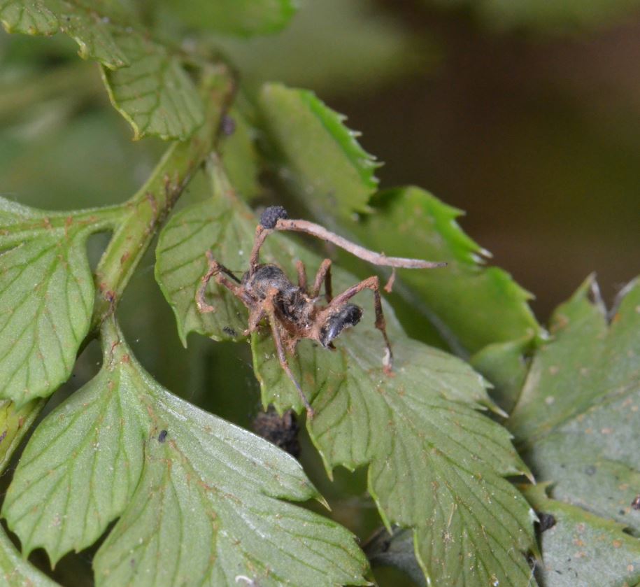 豊田ホタルの里ミュージアム Pa Twitter 冬虫夏草について 今週末に冬虫夏草 の観察会がありますので 簡単にこの きのこ について紹介します 冬虫夏草は虫に寄生する きのこ で 種類によって寄生する昆虫はある程度決まっているようです 蛾だったり 蟻だっ