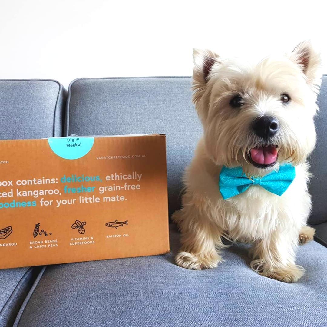 MAPUniMelb's tweet image. We can&apos;t fur-get about this great news, our 2019 MAP startup @WorldOfScratch has been selected as a @AusPost #ORIAS19 &apos;Best Small Independent Retailer&apos; finalist, sponsored by @AfterPayAU @eretailer 👏

Paws crossed, good luck! 🐶🙌 

#MAPunimelb #Startup #Doggos