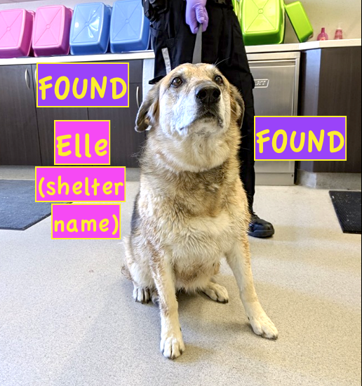 SHEPHERD MIX FOUND on COALBANKS BLVD WEST - wearing a collar, but, unfortunately, has no Identification: facebook.com/LethbridgeAndA… *PLEASE RT* #YQL