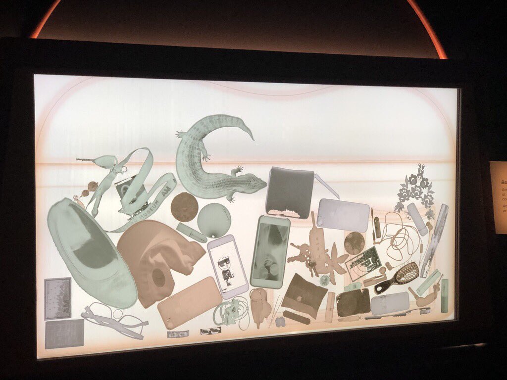 kellyskelton's tweet photo. When one of the guests at our Carried Away: Bags Unpacked exhibition opening @aucklandmuseum reveals her bag secret via our digital interactive is a live blue tongue lizard 😳 #whatthe #carriedaway https://t.co/qmWnhD7SQf