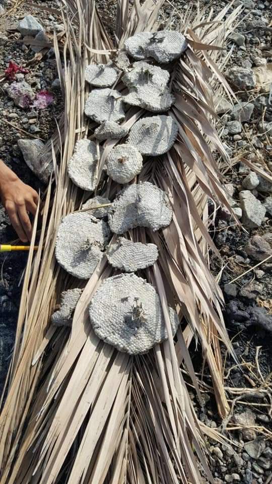 من المأكولات الصيفيه اللذيذة 🐝 التي يشتهر بها بعض الأولاد ويمكن  عندما يعصف بهم الجوع والبطن يصوي ويغني وماشي وجبة 🍴 قدامك غير ذي. المقادير كالآتي
١. نكفة او نفته دبي قط يعتمد على البلاد كل حد يسميها إسم
٢. زور و مقشط او اعواد كبريت
٣. راسين بصل
٤. ليمون 🍋 
٥. فلفل🌶🌶