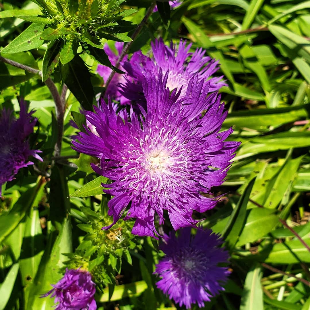 myriadgardens's tweet photo. This purple stunner is popular with visitors. A real standout. Its called Stokes Aster. #myriadblooms #aster #stokesasters https://t.co/g6lv9VgQu6
