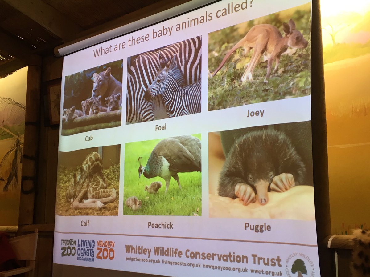 This morning’s workshop is about baby animals. Did you know a baby echidna is called a puggle? 😀