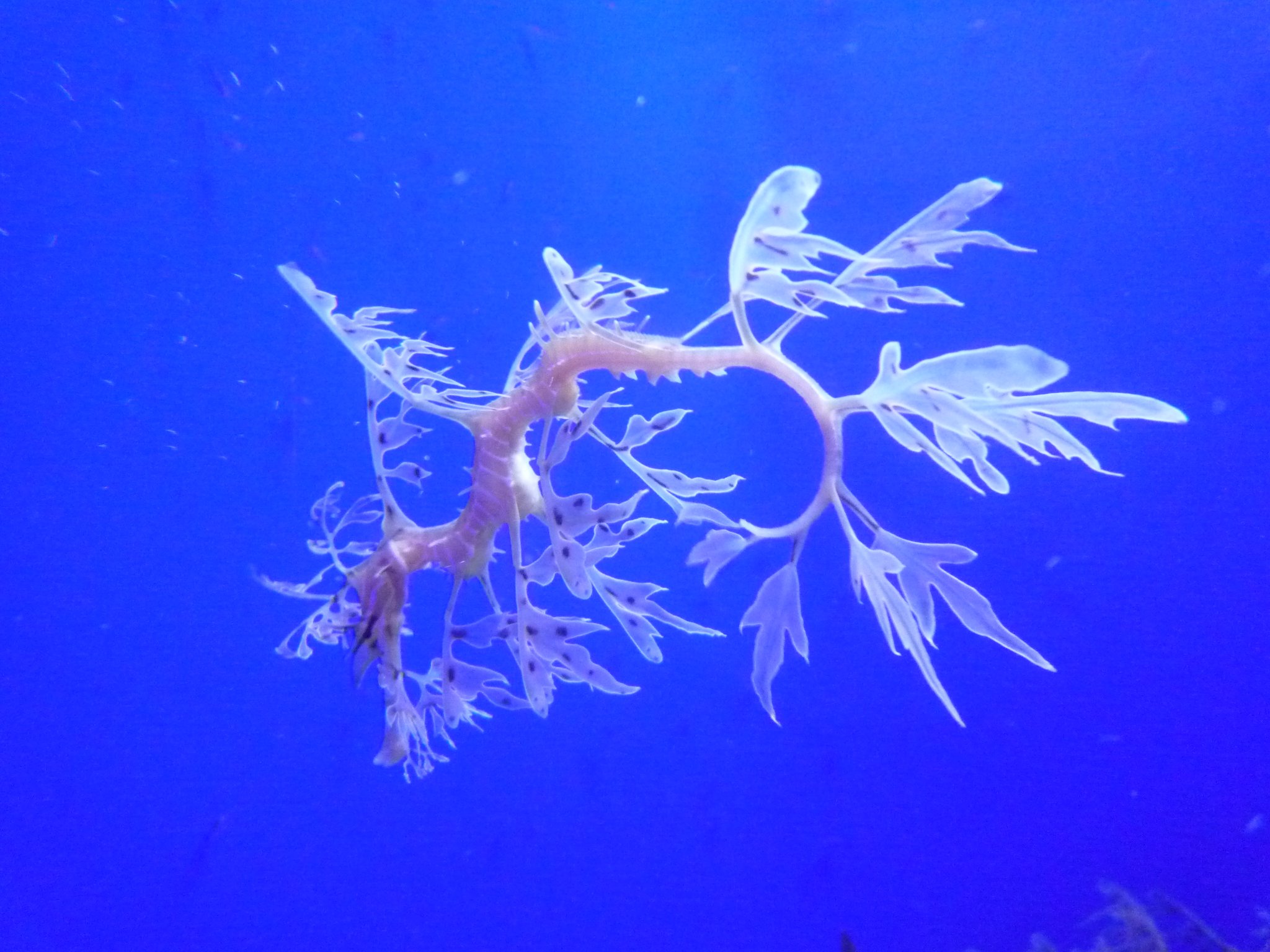 海の手配師 リーフィーシードラゴンのことならお任せ下さい ブルーコーナー リーフィーシードラゴン 海水魚 Leafy Sea Dragon T Co 1n47y0skht Twitter