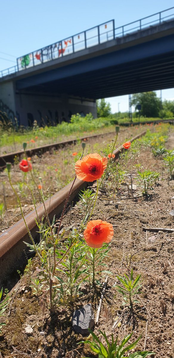 Schulle210's tweet photo. Arbeit ist echt die Hölle..
#Eisenbahnromantik #Brandenburg https://t.co/JAM6vYIsqV