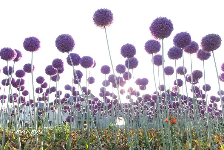 ギガンチューム