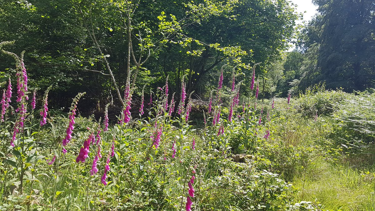 The #weather is looking better for next week so why not #treatyourself to a #shortbreak with us #youwontregretit #ponies #fouls #donkeys #peaceandtranquility