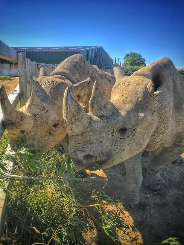 WalesOnline's tweet photo. There's going to be the pitter patter of tiny feet at @FollyFarmWales - their eastern black rhino is pregnant! 🦏❤️ 
https://t.co/x47gdAZtZP https://t.co/wZFEhbdgGj