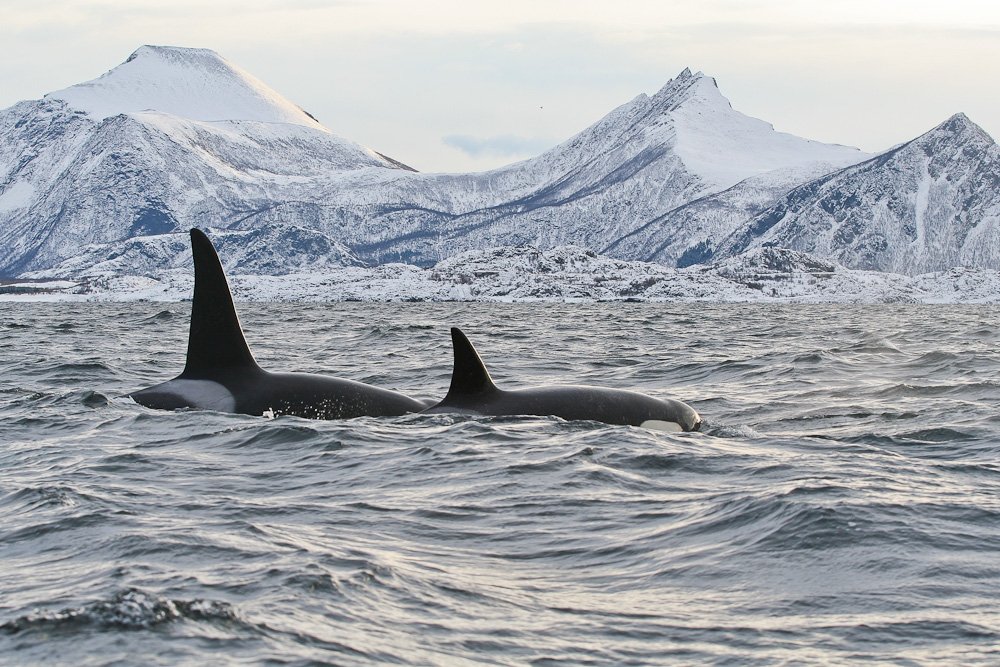 Sebast_royer's tweet photo. [NORVÈGE] Du 9 au 18 Novembre, nous partons pour un voyage #plongée EXCEPTIONNEL à la rencontre des Orques de #Norvège sous les #auroresboreales ! Reste 2 places disponibles à réserver rapidement! Tout les renseignements en me contactant à notre agence de Lyon: 04 37 48 49 90 https://t.co/q6Tdc8BKdU