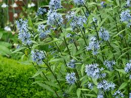 Zaterdag a.s OpenTuinen route in #Gouda , 2 x een wandeling naar tuinen en #groenmoetjedoen projecten in de binnenstad. 11:00 en 14:00 uur, tuinambassadeurs met infokar achter de Waag richting achter de Vismarkt om weer te eindigen achter de Waag. info:tuinambassadeursgouda.home.blog/agenda/