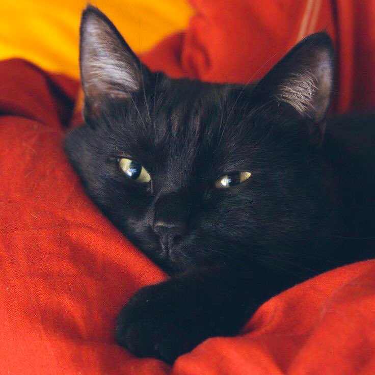 HisDarkOne's tweet photo. Another #AvaFact:
She LOVES cats and shares her home with two of them.
She is just as independent and wild at heart as they are - perfect match. https://t.co/Qwpbudb5Wc