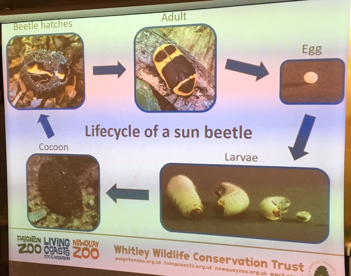 The life cycle of a sun beetle! The children were able to see a beetle larva, and even a larva undergoing metamorphosis in a cocoon!
