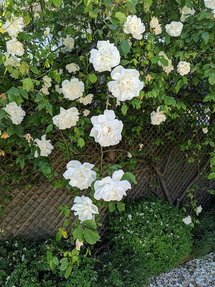 michaelgamblefd's tweet photo. The roses at Station House were looking beautiful ... until all this rain descended!  Is it really June?  Feels like November! ☔️💦☔️💦 https://t.co/S9ncJIo6ZW