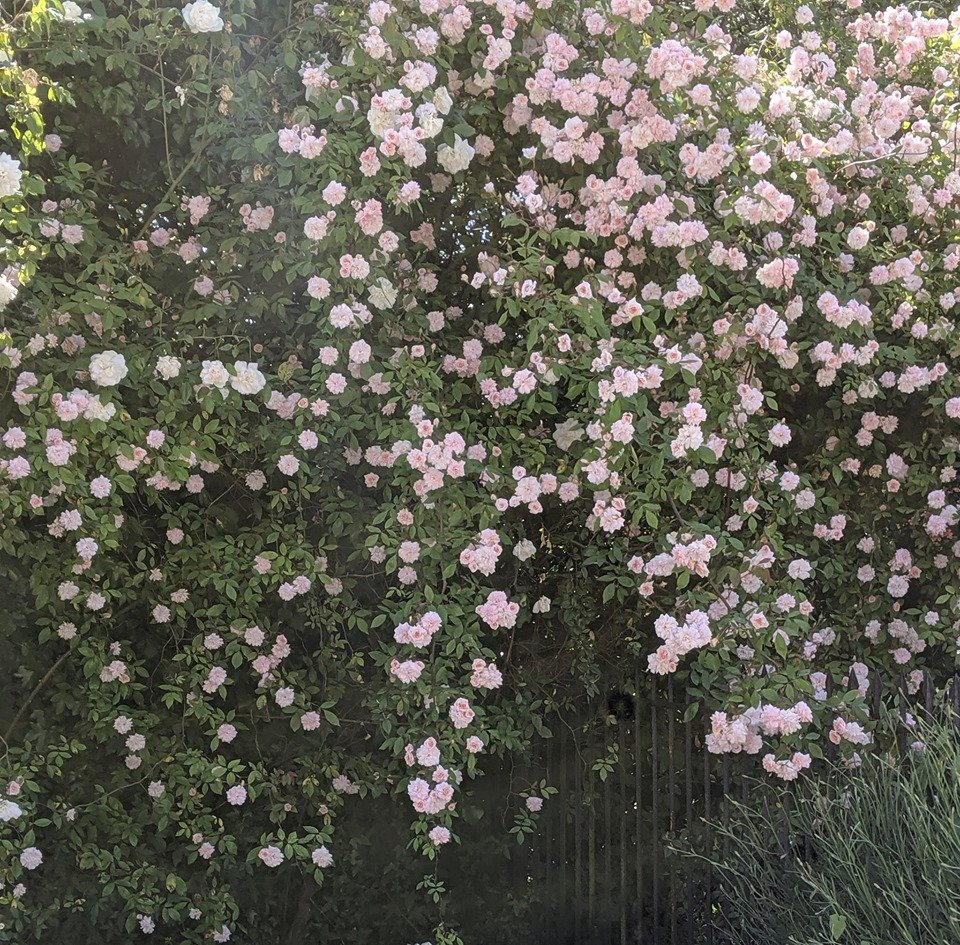 michaelgamblefd's tweet photo. The roses at Station House were looking beautiful ... until all this rain descended!  Is it really June?  Feels like November! ☔️💦☔️💦 https://t.co/S9ncJIo6ZW