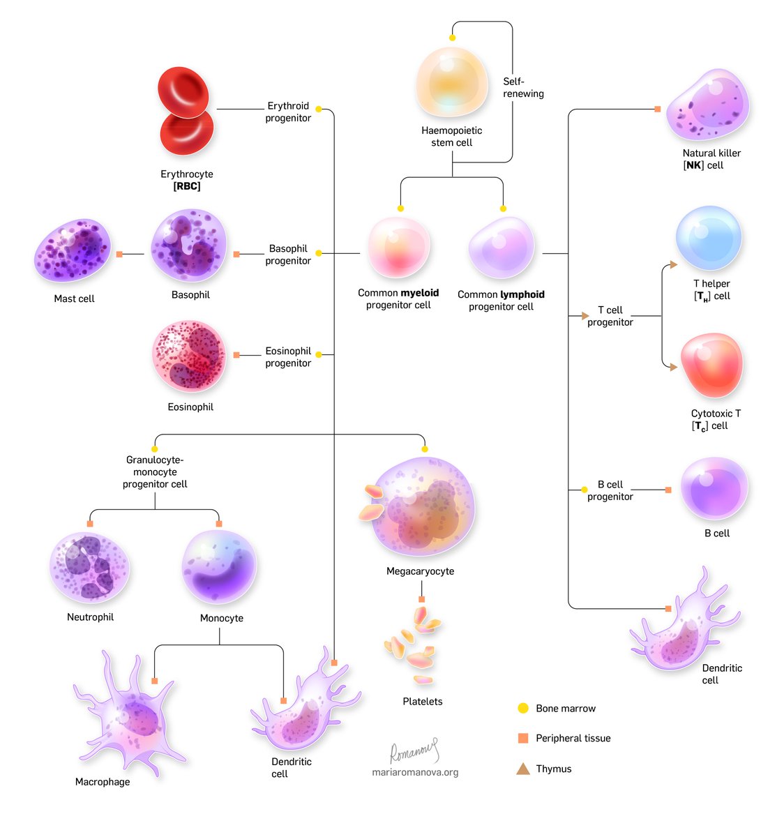 This one is finished! #immunology #hematopoiesis #Tcell #bloodcell #celldifferentiation #diagram