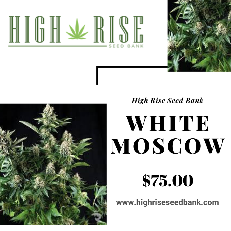 highriseseed tweet picture