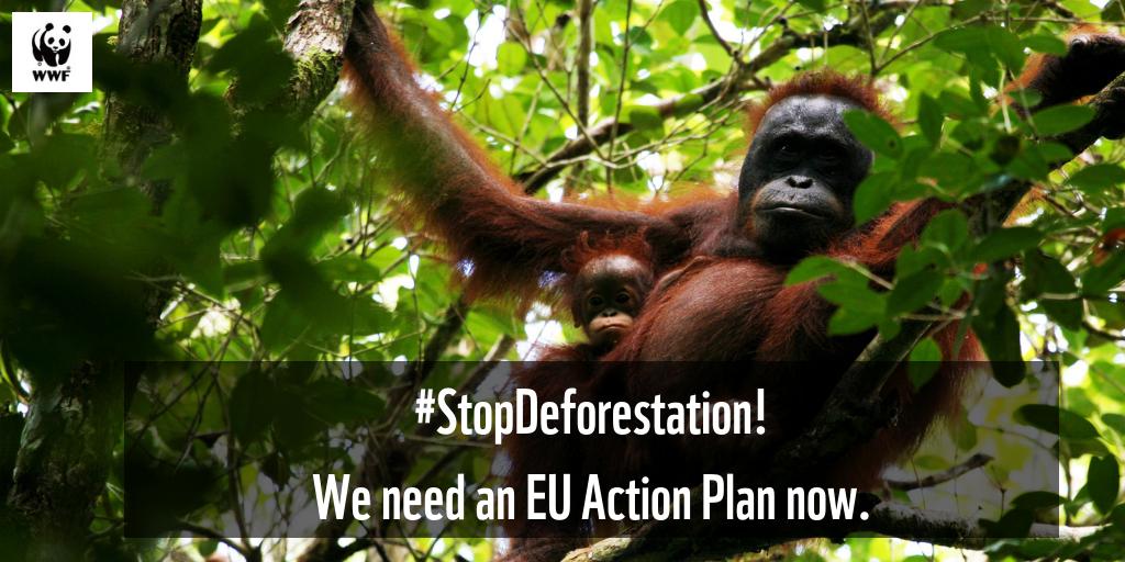 WWFEU's tweet photo. NGOs call for EU legislation to #StopDeforestation now! @EU_Commission to present plans of its upcoming Communication on #Deforestation at #AmsterdamDeclaration meeting today @Fern_NGO @GreenpeaceEU https://t.co/xclAwrtBYC