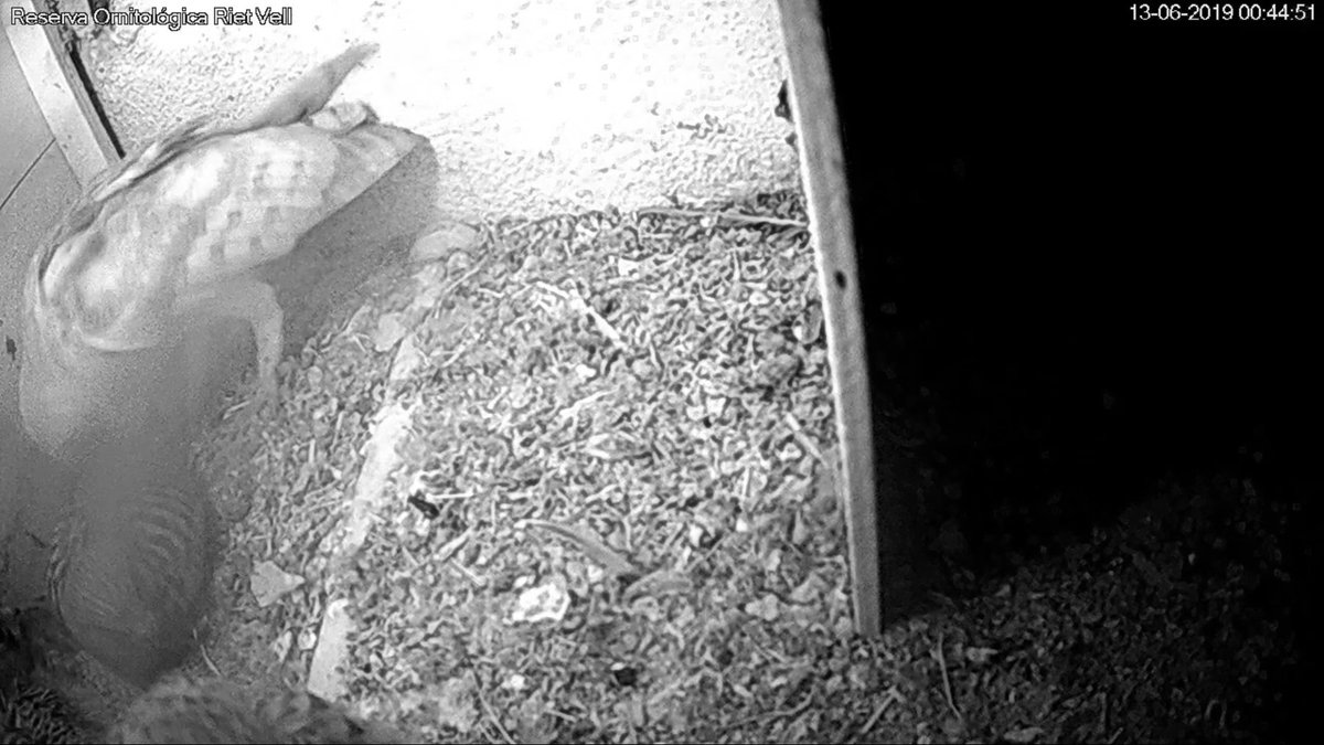 AriesAbril11's tweet photo. #webcamcernicalo Segunda visita de la noche , la lechuza curioseando encima del peque 😯🙈 No se ve muy bien hay una araña justo encima de la cámara ! 🙈 https://t.co/IlMNvLp9E4