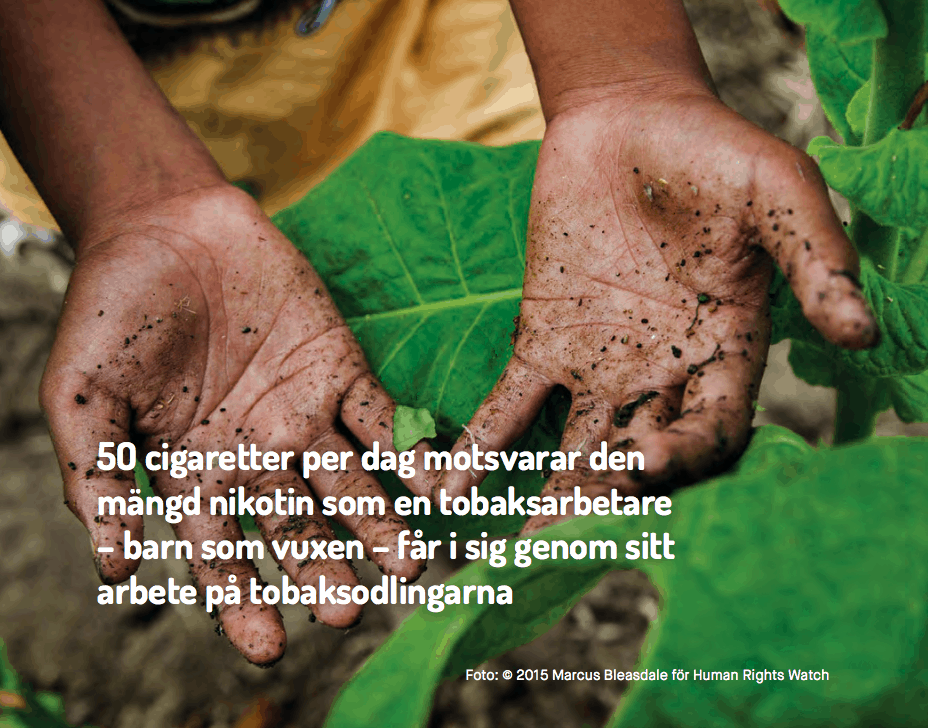 nonsmoking's tweet photo. Igår var det den internationella dagen mot barnarbete. WHO uppskattar att 1,3 miljoner barn under 14 år arbetar på tobaksodlingar, men statistiken är bristfällig och mörkertalet är stort #nonsmokinggeneration
https://t.co/WQ2MSpRHON https://t.co/zckjarQ09Q