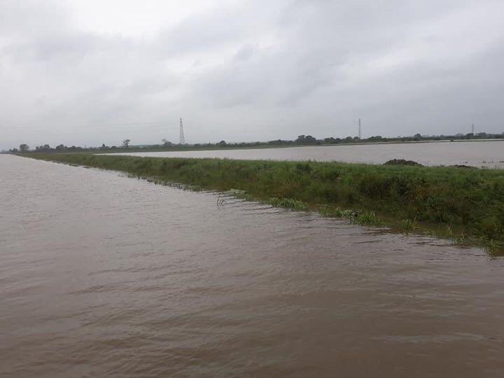 Vining peas 2019.... 💦💦