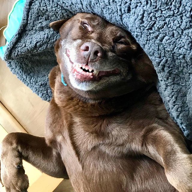 MikeysEscapades's tweet photo. Happy dog doing a chuffo grins .
.
.
#faceforradio #dogsofinstagram #labrador #crazylab #happypup #mia #mikeysescapades #dogatlarge #nevertoogreyforplay #dog https://t.co/f3ERchAywO https://t.co/BMBLyWgNqm