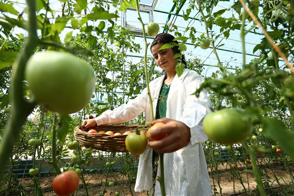 UNDPTJK's tweet photo. Demonstration &amp; production greenhouses in Jayhun opened doors for 4500 (2271 women) local farmers 2 support #localeconomicdev through #jobscreation  #tradepromotion #capacitybuilding #OVOPconcept #CrossborderCooperation #UNDP25yearsinTJK @JapanGov @jica_direct #UNDP_LITACA https://t.co/FwtYby2wtc